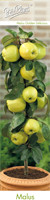 Ябълка Златна превъзходна - Malus domestica 'golden delicious'
