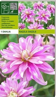 далия Razzle Dazzle