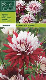далия Rebecca's World