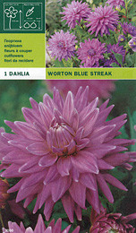 далия Worton Blue Streak