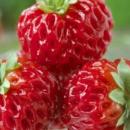 ягоди Framberry 