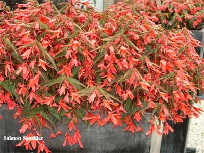 бегония pendula Salmon