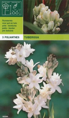 тубероза - Polianthes tuberosa
