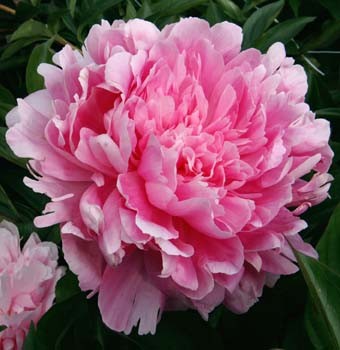 Божур Pink