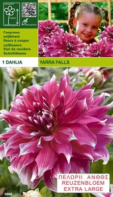 далия Yarra Falls