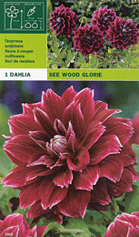 далия See Wood Glorie