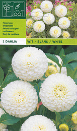 далия pompon White