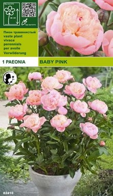 Божур Baby Pink (40 см)