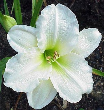 хамерокалис Gentle Sheperd