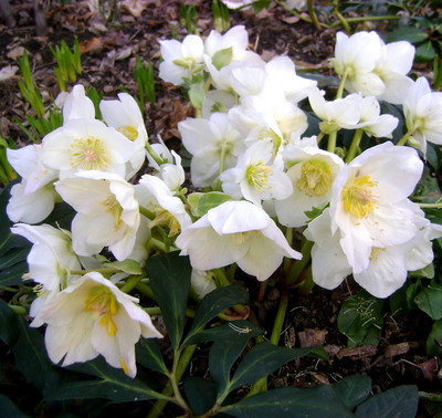 Кукуряк бял (Helleborus Niger)