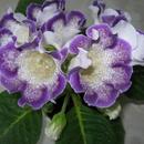 глоксиния Tigrina Blue