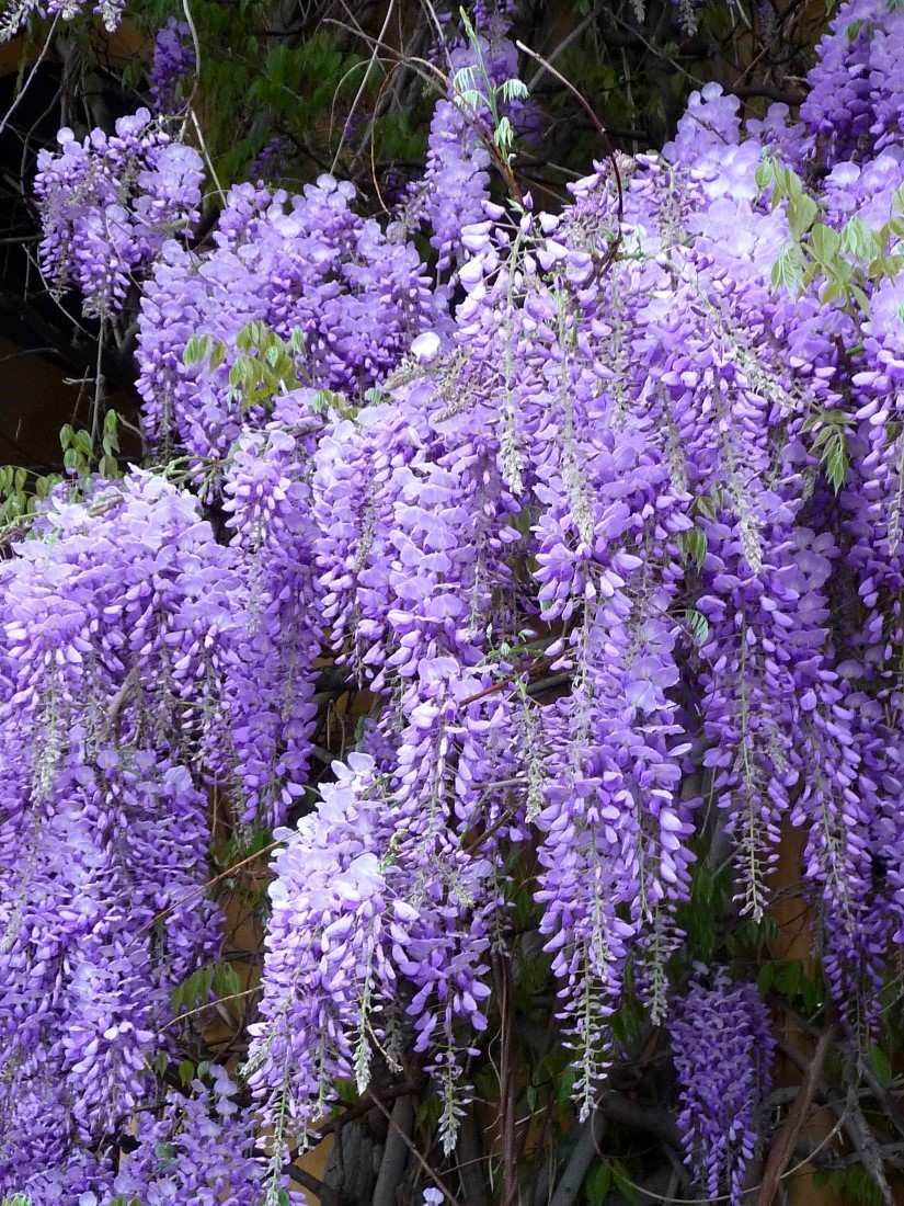 Глициния (WISTERIA)