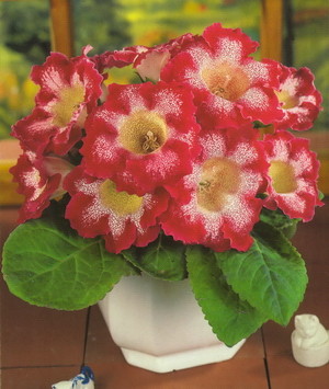 глоксиния Tigrina Red