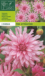 далия Pink Attraction