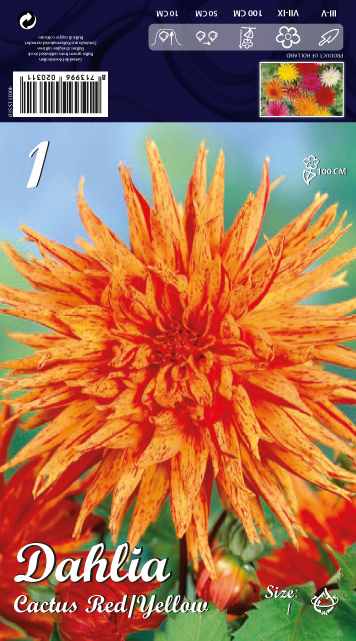 Далия Cactus Red/Yellow