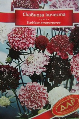 Скабиоза - кичеста
