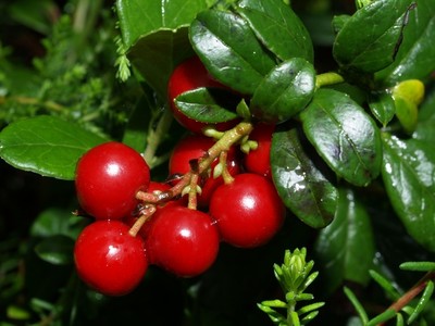 Червена боровинка (Vaccinium Marc.Early Black)