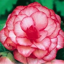 бегония Bouton de rose