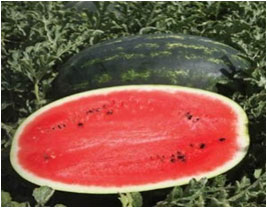 Дини Мирсини (Mirsini F1 ) Syngenta