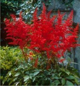 Астилбе Червено (Astilbe Fanal)