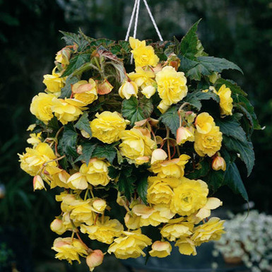бегония double pendula Yellow