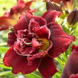 хамерокалис Double Red