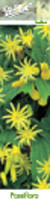 Пасифлора жълта - Passiflora Citrina
