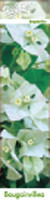Бугенвилия (Bougainvillea) - бяла