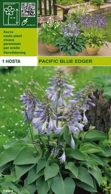 хоста Pasific Blue Edger