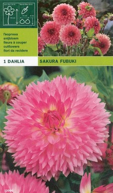 далия Sakura fubuki