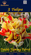 лалета Double Flaming Parrot (1 оп 3 луковици)