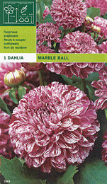 далия Marble Ball