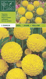 далия pompon Yellow
