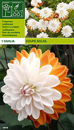 далия Coupe Soleil
