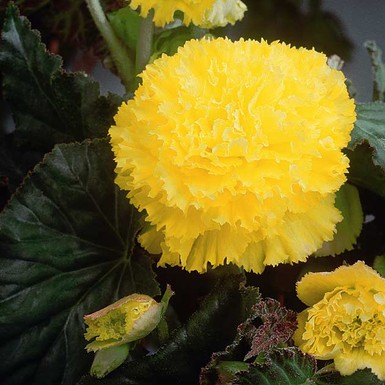 бегония Fimbriata Yellow