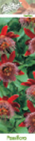 Пасифлора червена - Passiflora Alata