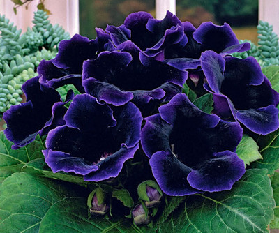 глоксиния Violacea