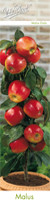 Ябълка - Malus domestica 'braeburn'