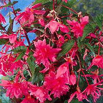 бегония pendula Pink
