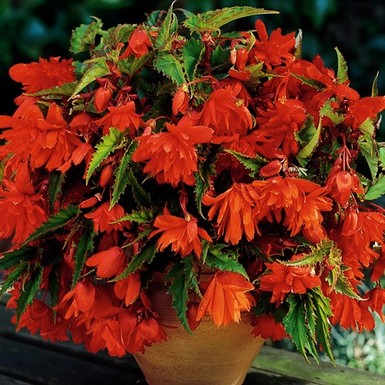 бегония pendula Orange