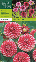 далия pompon Little William