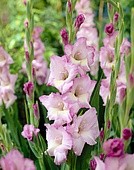 гладиол Belladonna