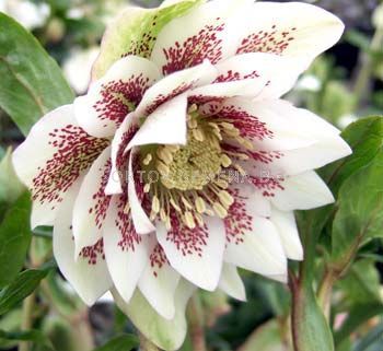 Кукуряк / Helleborus Double Ellen Spotted White