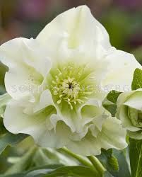 Кукуряк / Helleborus Double Ellen White