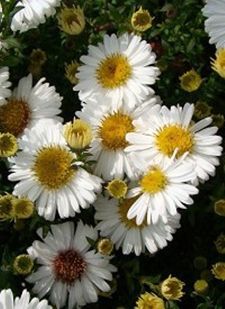 Астра dumosus Perla