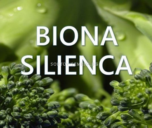 Biona Silienca - Биона Силиенка