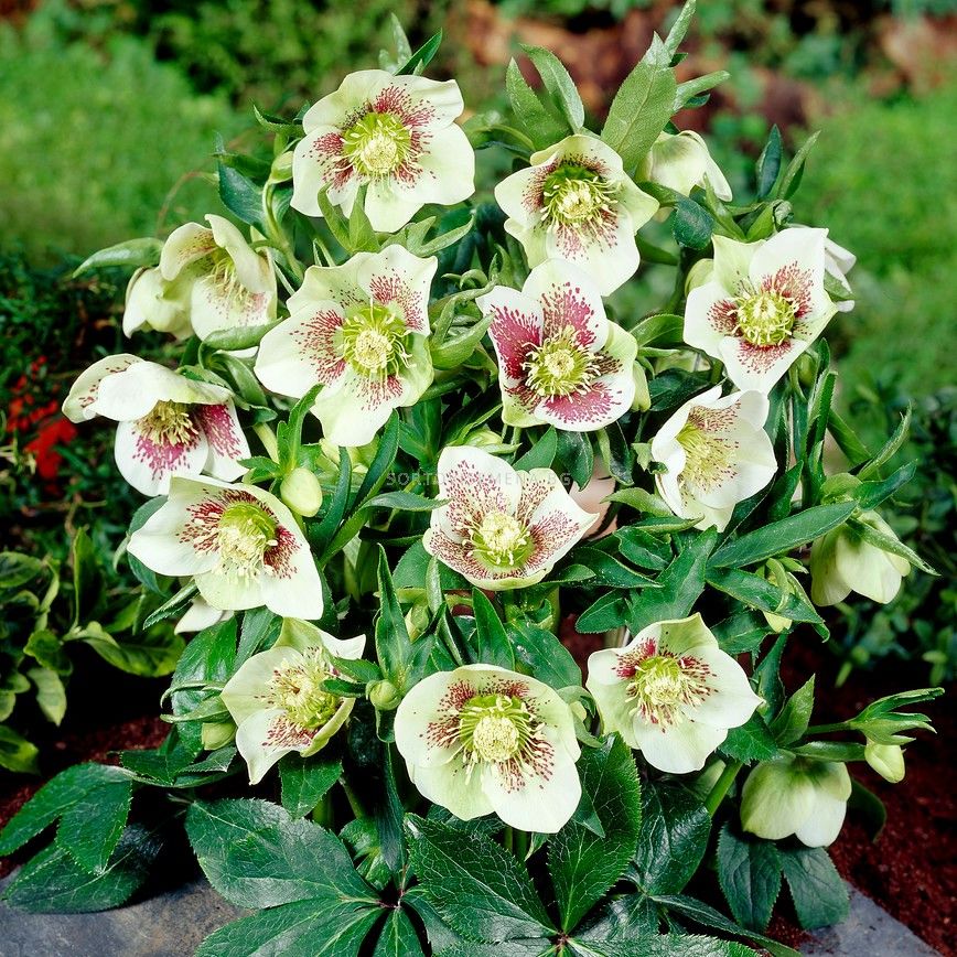Кукуряк /Helleborus Oriental Bollene