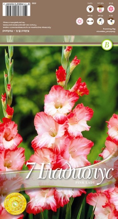 Гладиол Pink Lady
