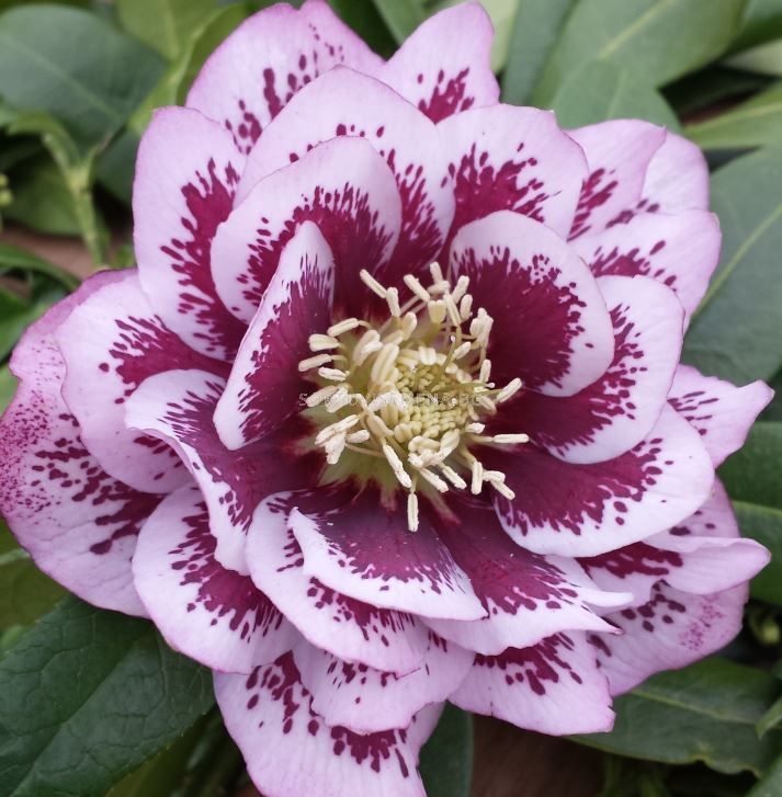 Кукуряк / Helleborus Double Ellen Spotted Pink