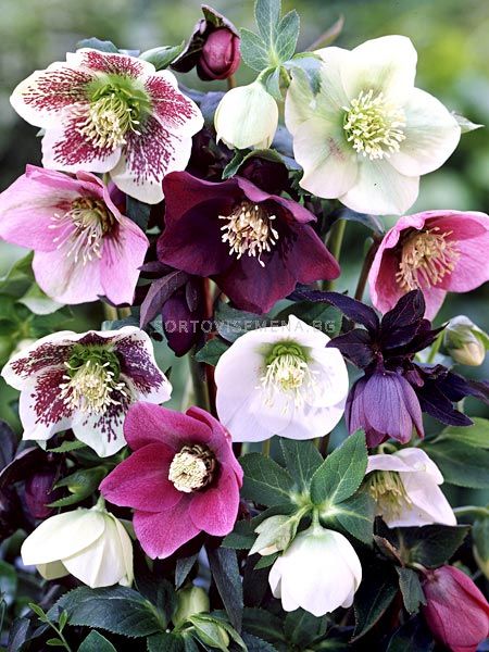 Кукуряк /Helleborus Ballard Hybrids
